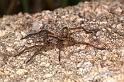 Lycosa_godeffroyi_D7079_Z_89_Wangaratta caravan park_Australie